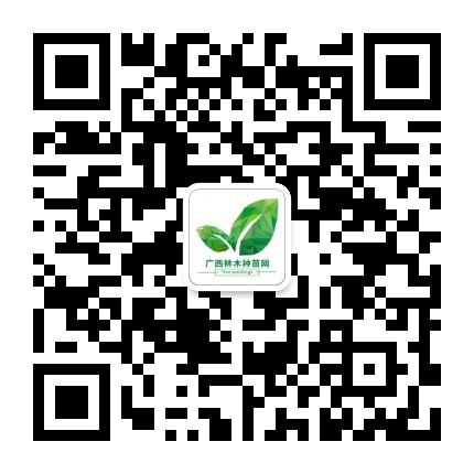 广西林木种苗网