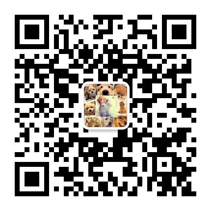 重庆出售宠物狗狗宠物猫犬舍