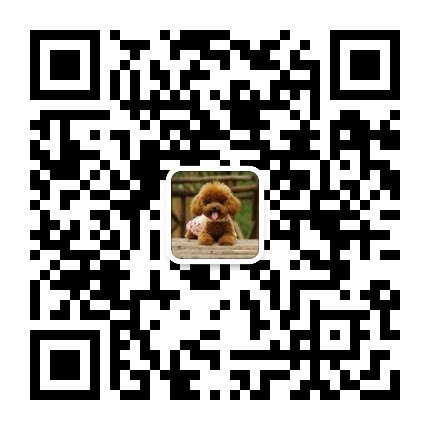 爱泰迪犬贵宾狗狗