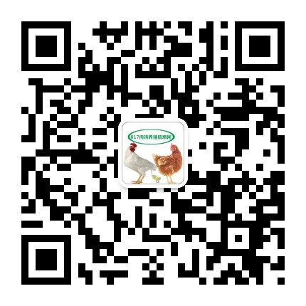 817肉鸡养殖信息网