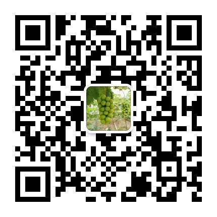 葡萄种植通