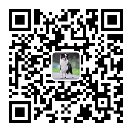 大爱边境牧羊犬