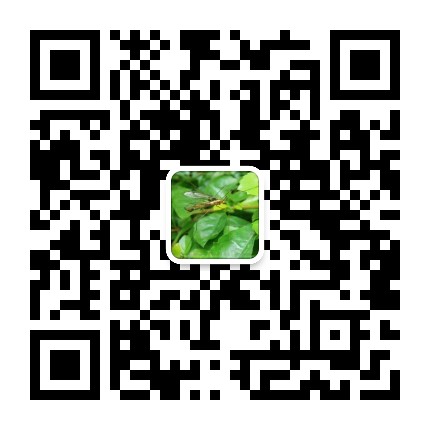 小蚊子的大視角