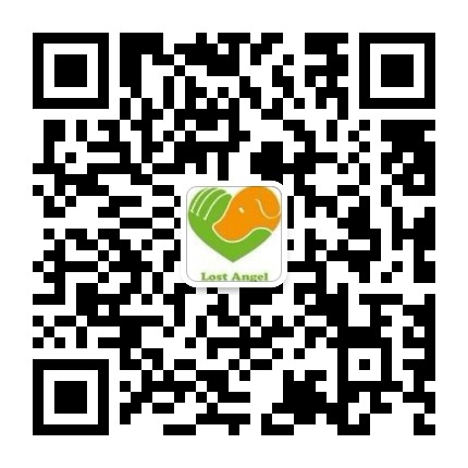 流浪天使救助行动