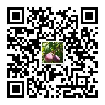 九丫头的独木桥