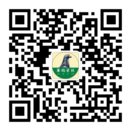 賽鴿資訊